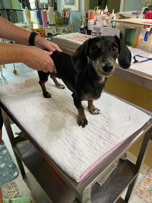 picture of the dog needing adoption