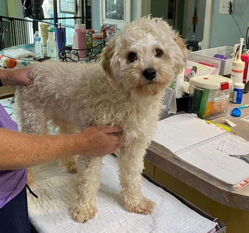 picture of the dog needing adoption