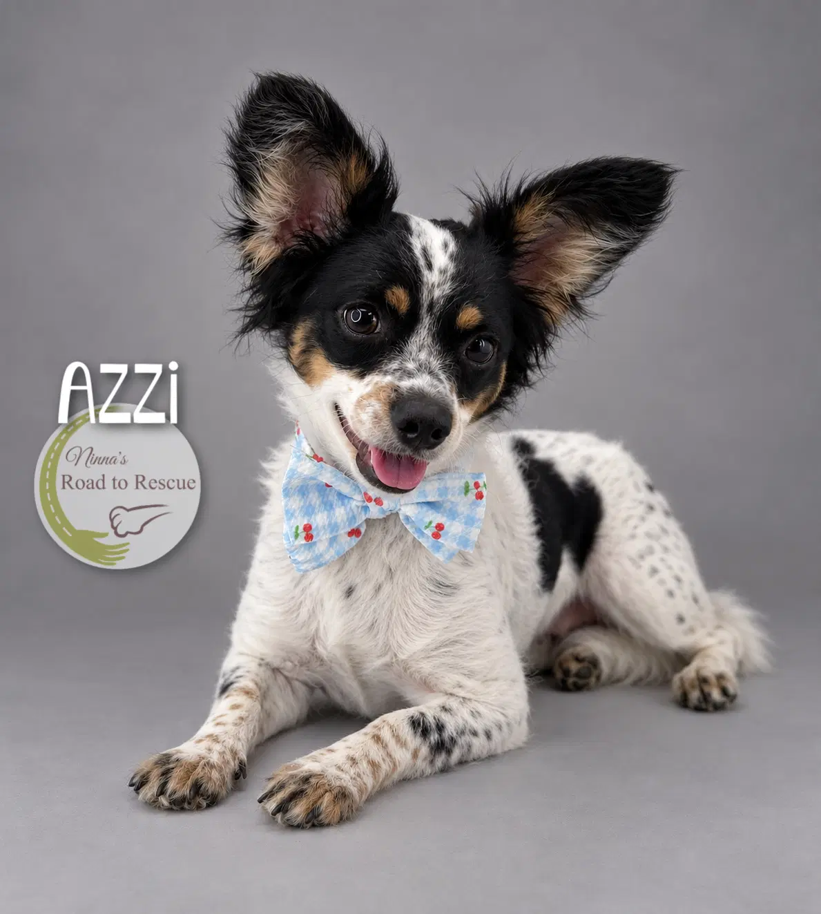 Azzi - Papillon