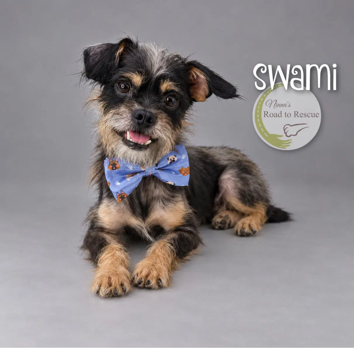 Swami - Schnauzer
