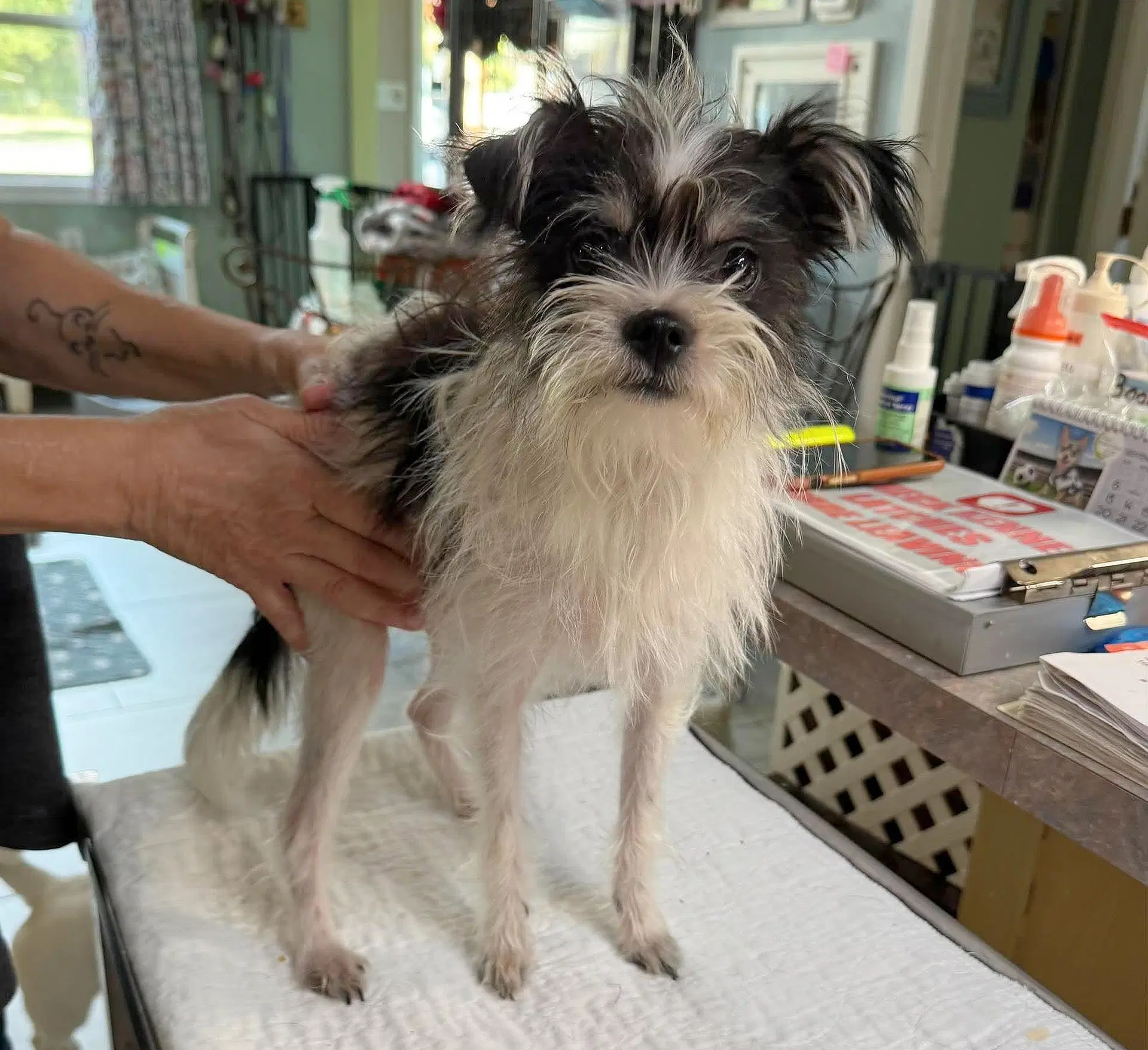 Froghopper Not Yet Available - Yorkshire Terrier Yorkie