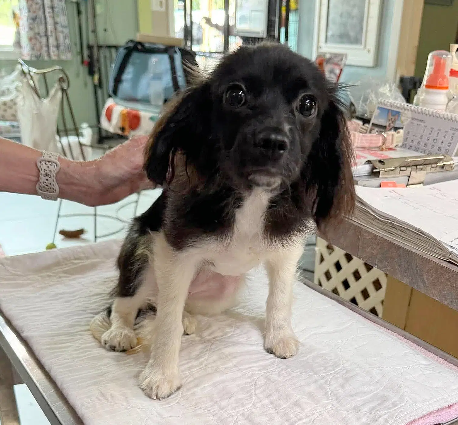 Schnitzel Not Yet Available - Dachshund