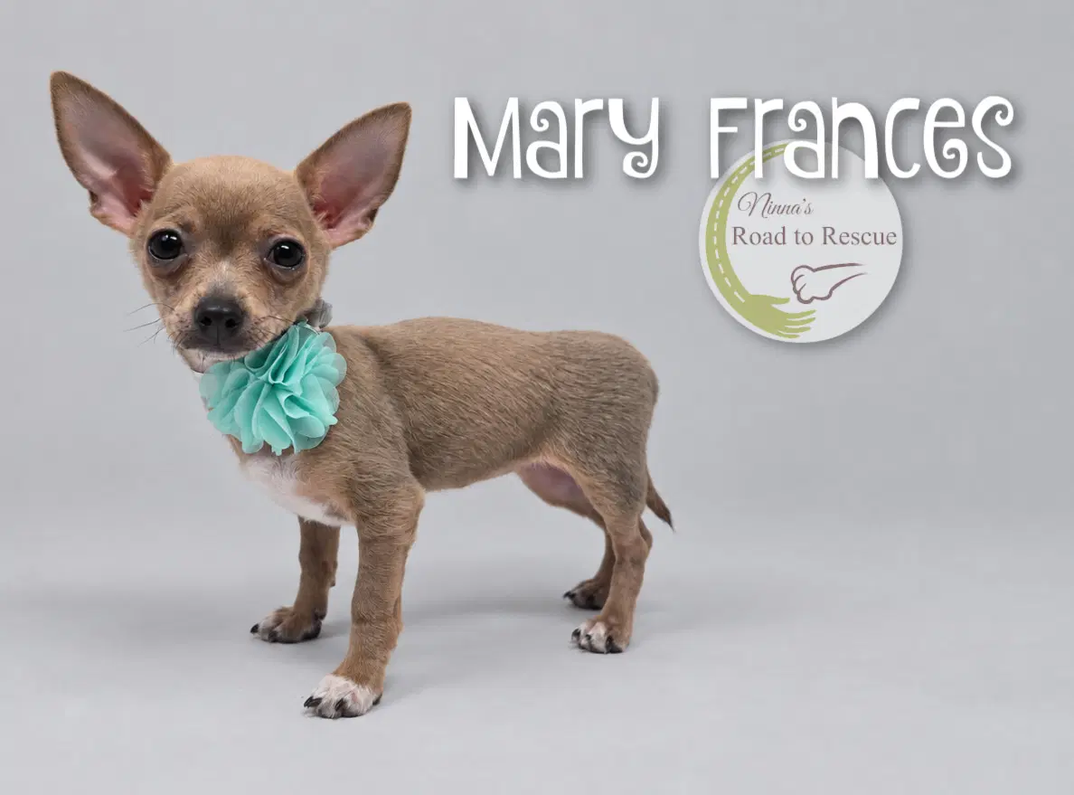 Mary Frances - Chihuahua