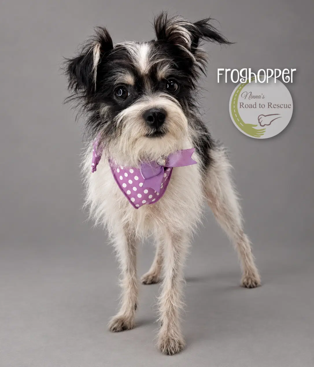 Froghopper - Yorkshire Terrier Yorkie