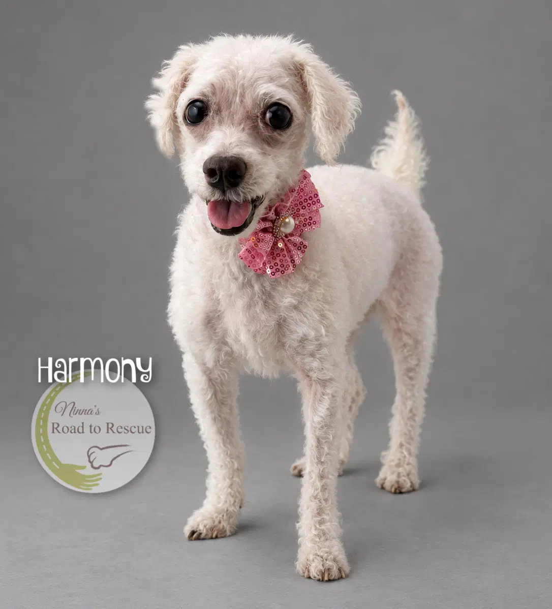 Harmony - Maltese