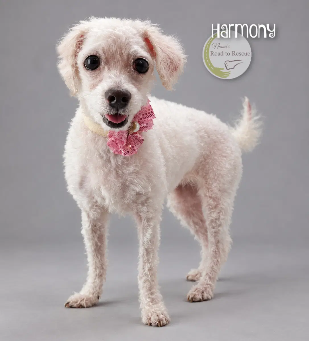 Harmony image 2