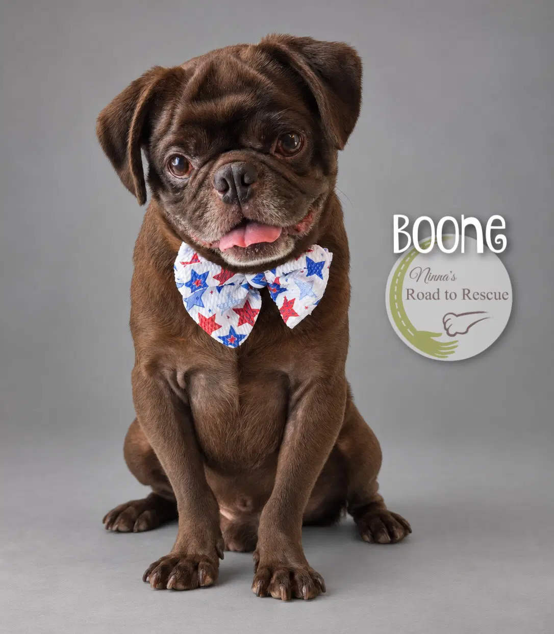 Boone - Pug