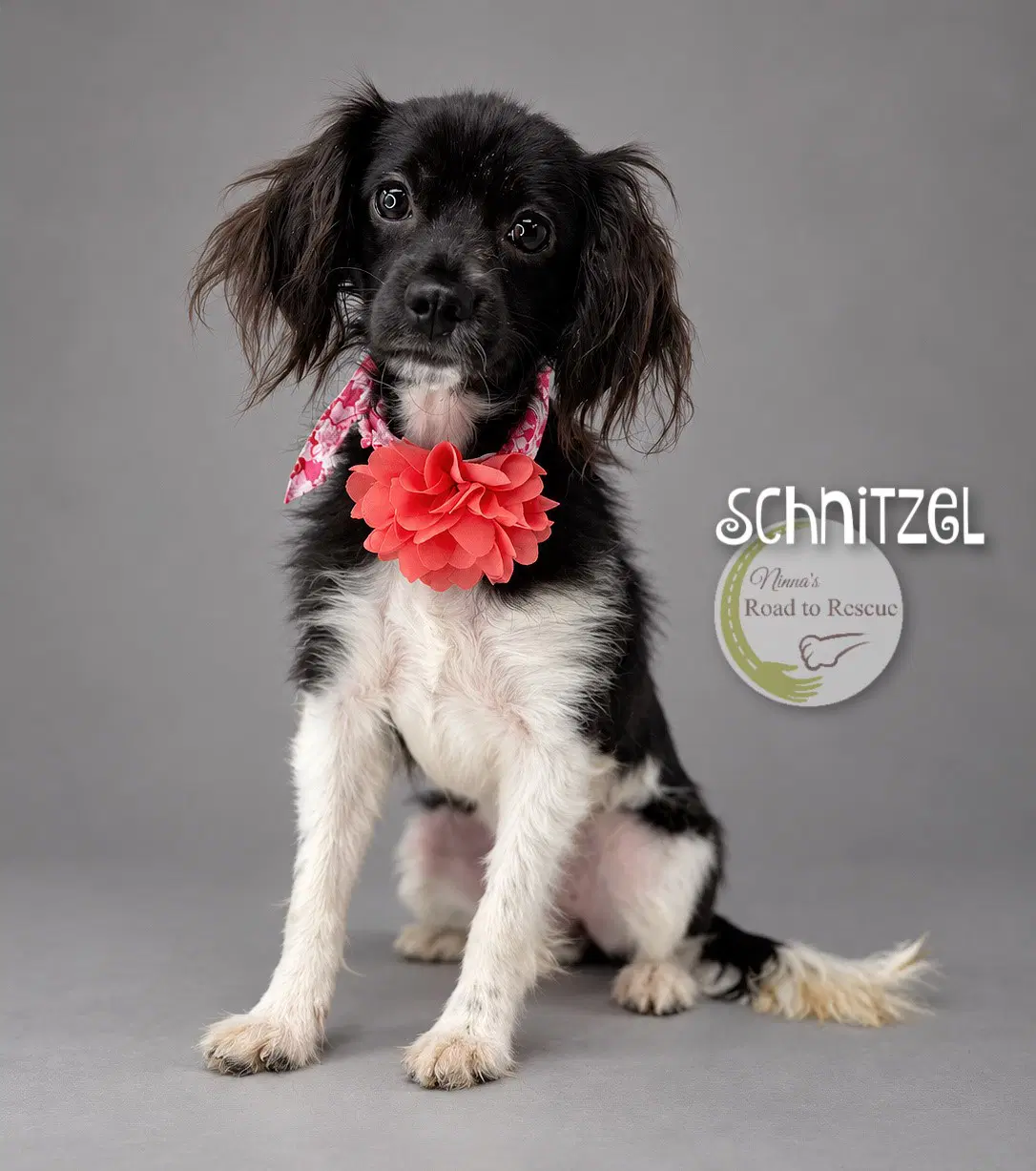Schnitzel - Cavalier King Charles Spaniel