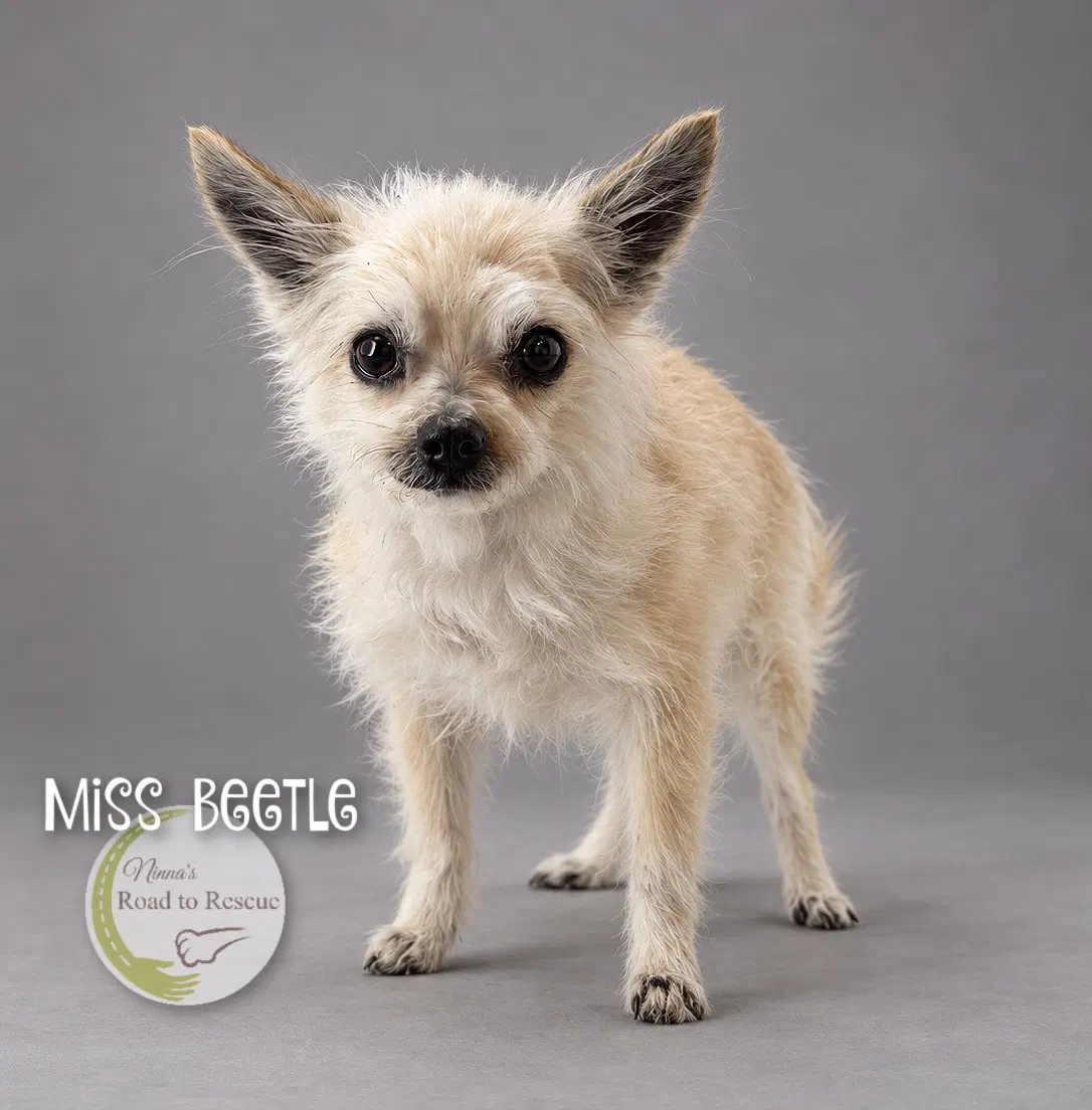 Miss Beetle - Pomeranian