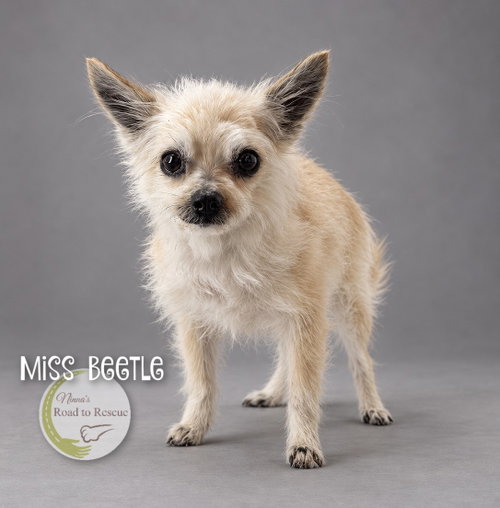Miss Beetle, a dog for adoption from Ninna's Road to Rescue