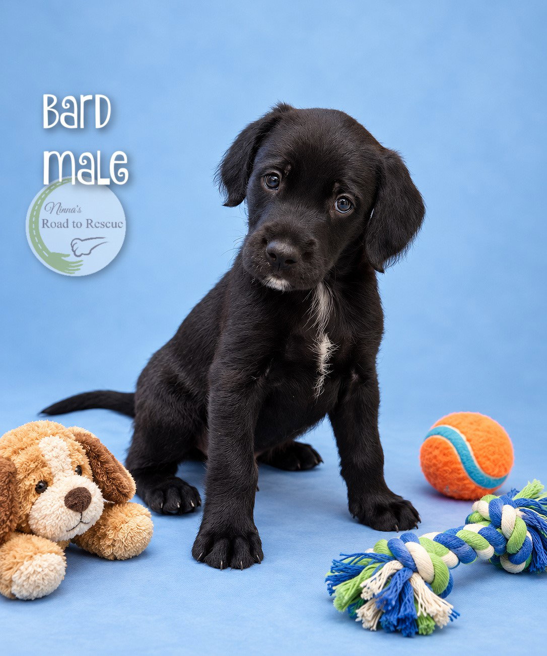 Bard, Poodle (Standard)