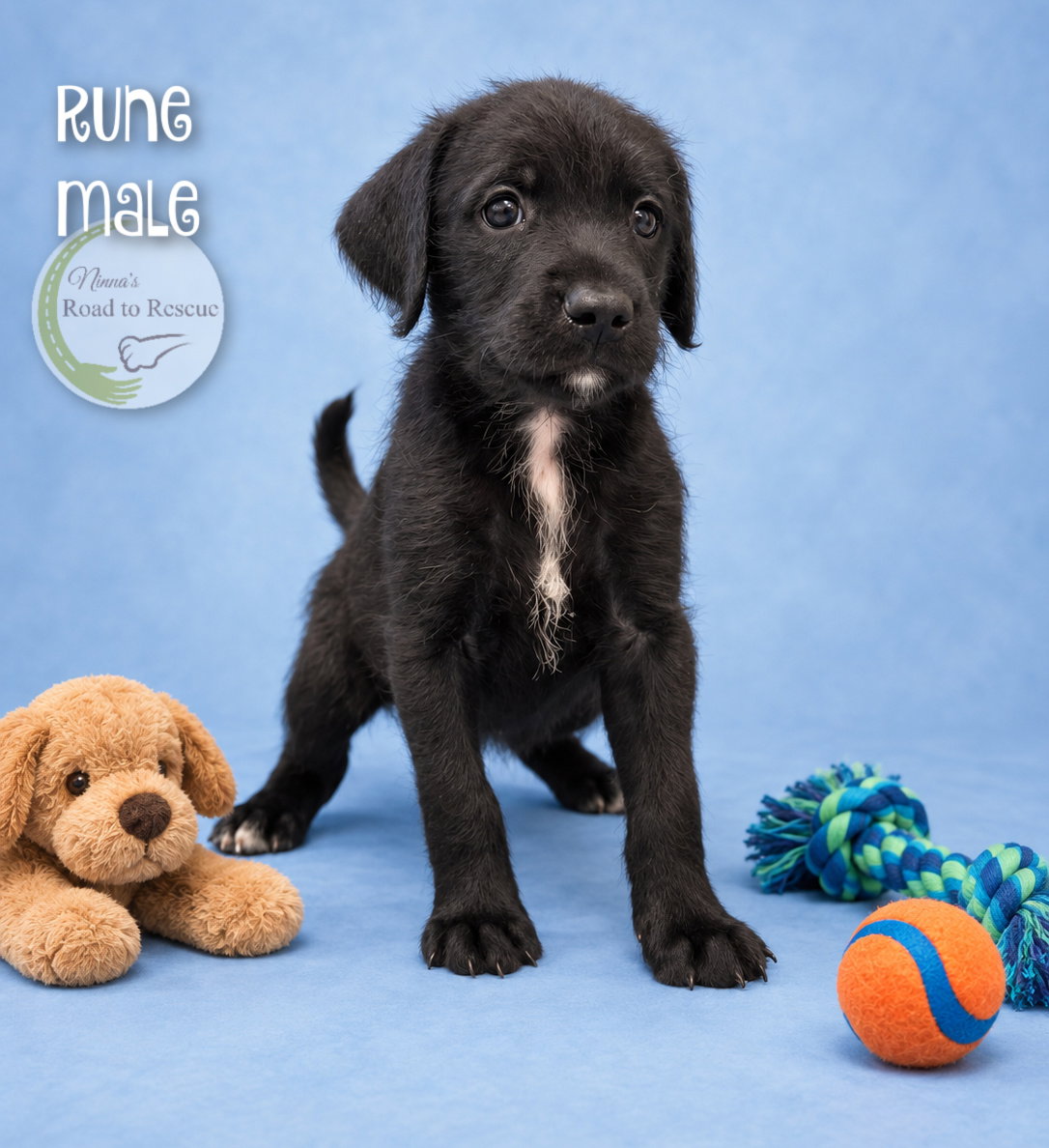 Rune, Poodle (Standard)