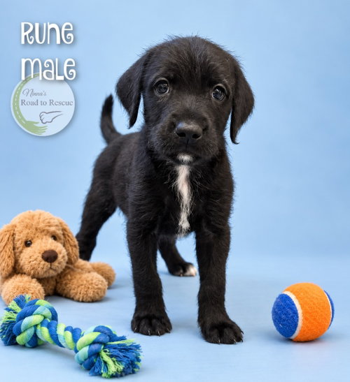 Photo 2 of Rune