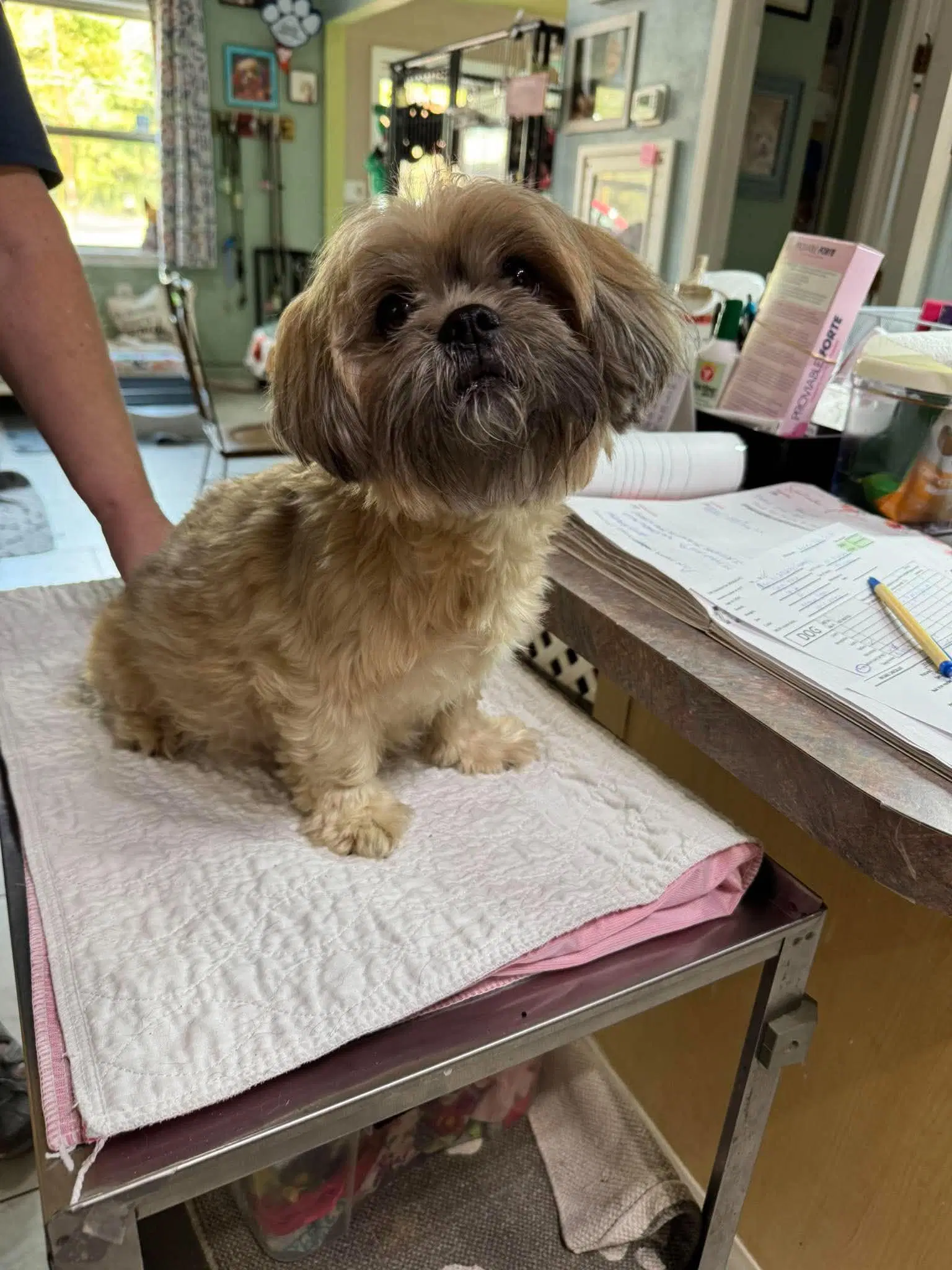 Lucy Van Pelt Not Yet Available - Nursing Pups - Shih Tzu