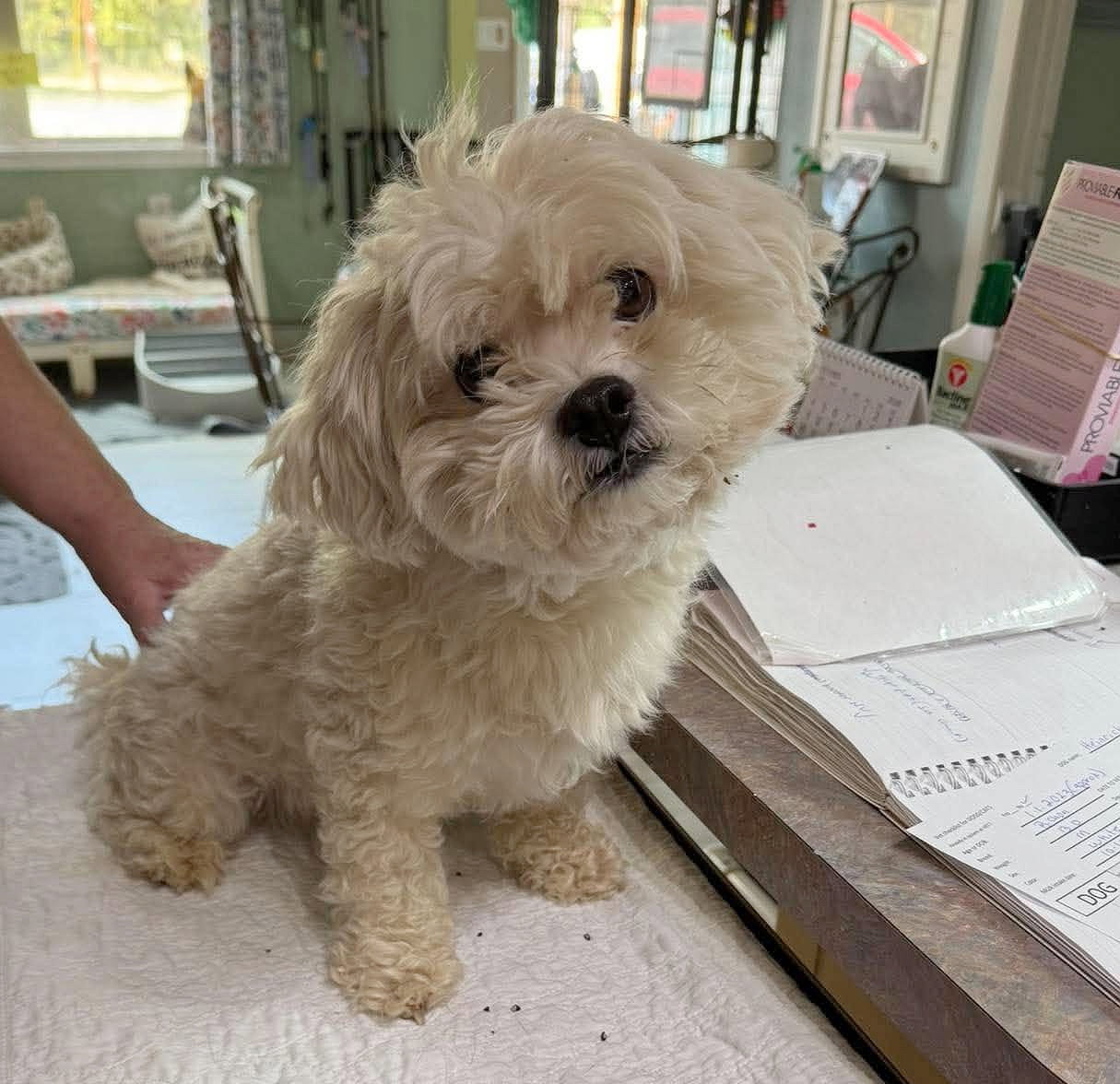 Heinrich (NOT YET AVAILABLE), Bichon Frise