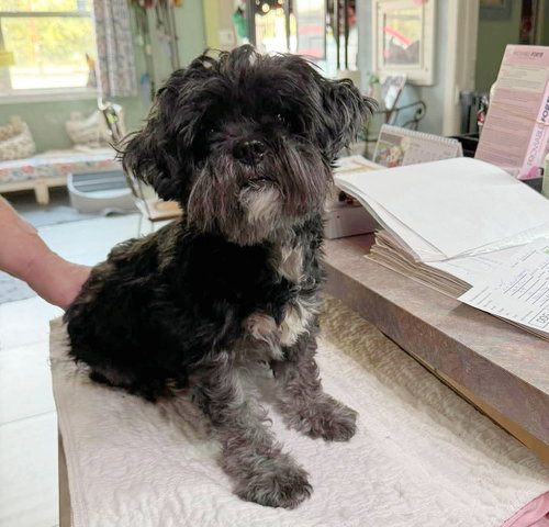 Sparkey (NOT YET AVAILABLE), a dog for adoption from Ninna's Road to Rescue