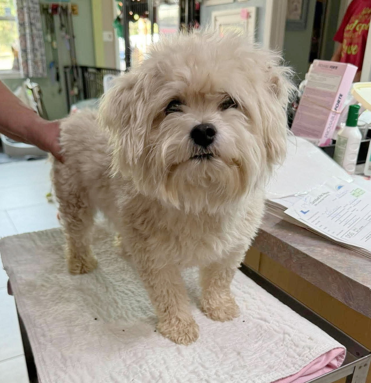 Silly Goose (NOT YET AVAILABLE), Bichon Frise