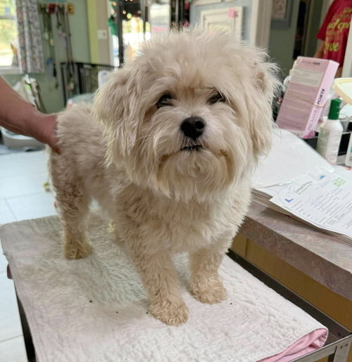 Silly Goose (NOT YET AVAILABLE), a dog for adoption from Ninna's Road to Rescue