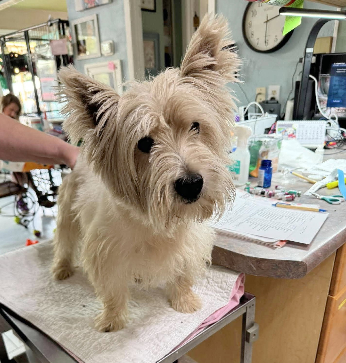 Bottoms Up (NOT YET AVAILABLE), West Highland White Terrier Westie