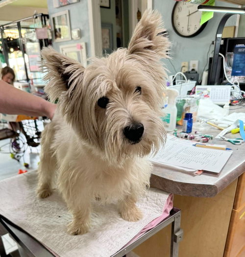 Bottoms Up (NOT YET AVAILABLE), a dog for adoption from Ninna's Road to Rescue