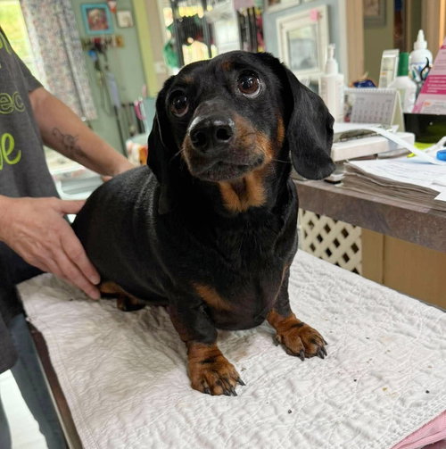 Estelle (NOT YET AVAILABLE), a dog for adoption from Ninna's Road to Rescue