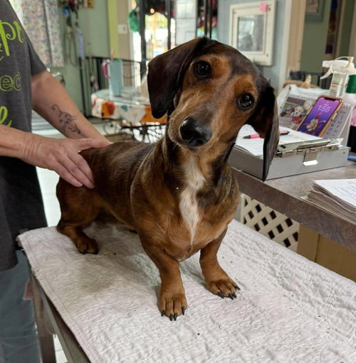 Fritzi (NOT YET AVAILABLE), a dog for adoption from Ninna's Road to Rescue
