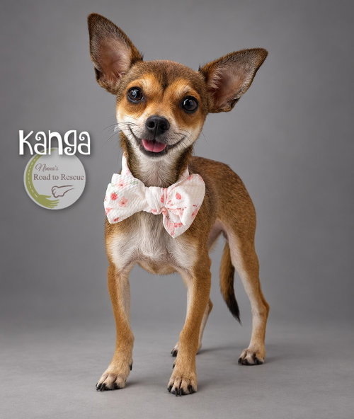 Kanga, a dog for adoption from Ninna's Road to Rescue