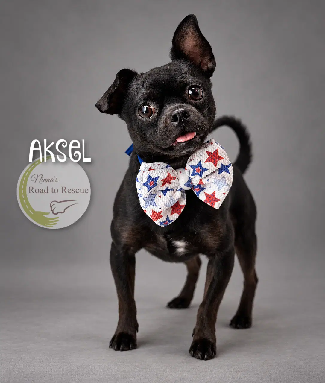 Aksel - Pug