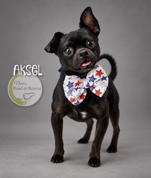 Aksel, a dog for adoption from Ninna's Road to Rescue