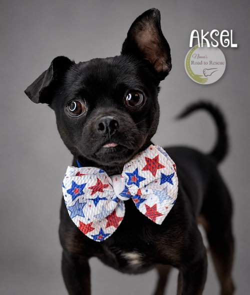 Photo 2 of Aksel