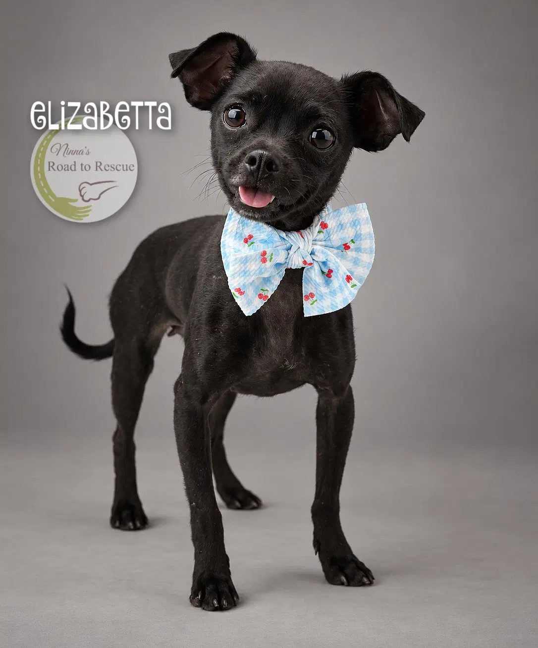 Elizabetta - Pug