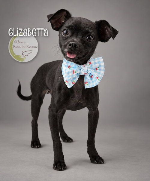 Elizabetta, a dog for adoption from Ninna's Road to Rescue
