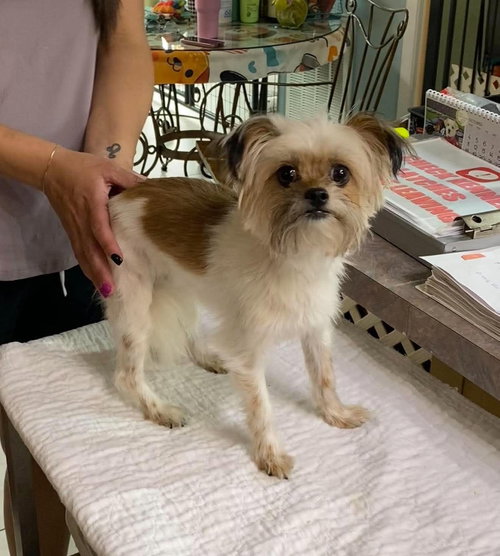 Coraline (NOT YET AVAILABLE), a dog for adoption from Ninna's Road to Rescue