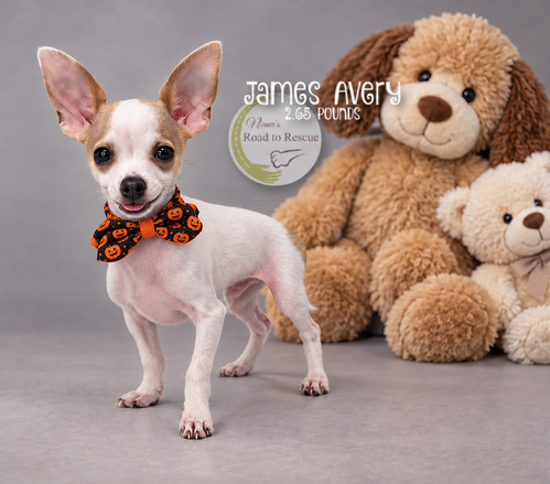 James Avery, a dog for adoption from Ninna's Road to Rescue