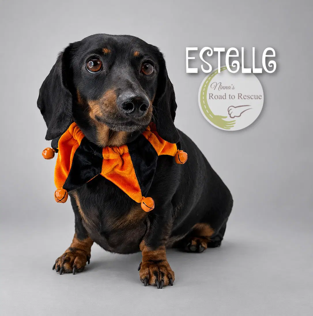 Estelle - Dachshund