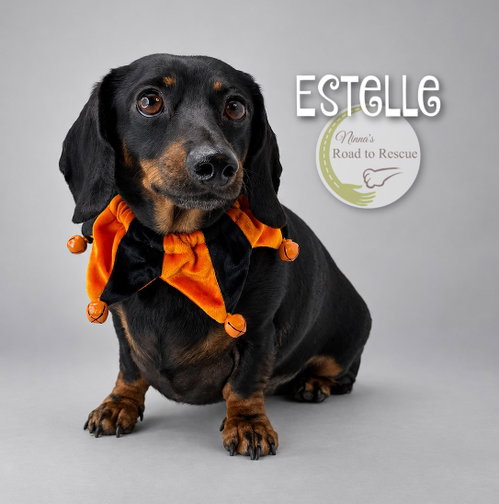 Estelle, a dog for adoption from Ninna's Road to Rescue