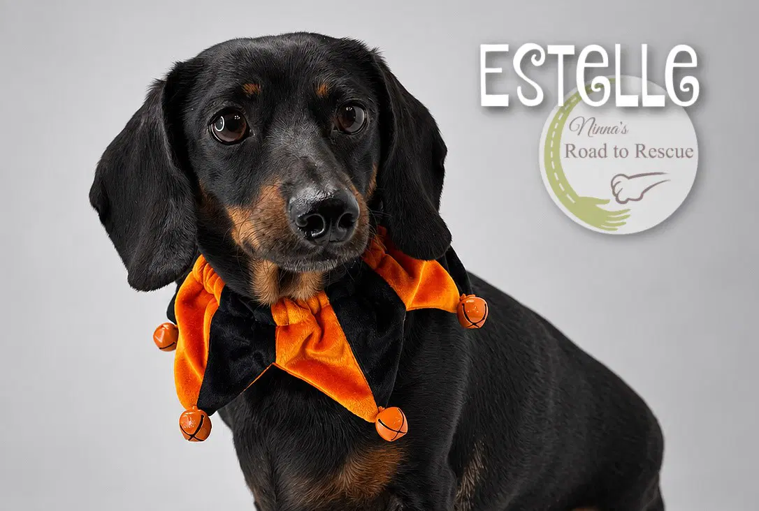 Estelle image 2