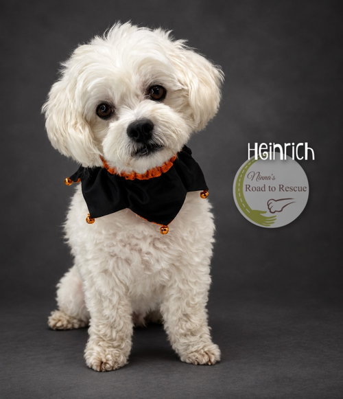 Heinrich, a dog for adoption from Ninna's Road to Rescue
