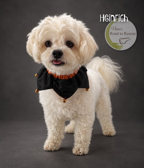 Photo 2 of Heinrich