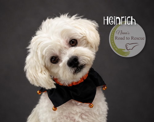 Photo 3 of Heinrich