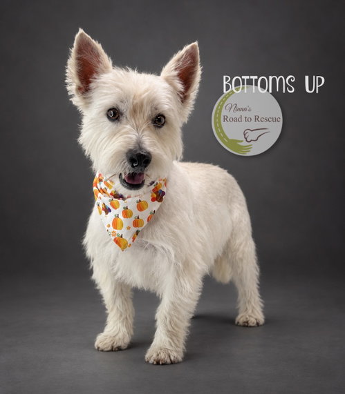 Bottoms Up, a dog for adoption from Ninna's Road to Rescue