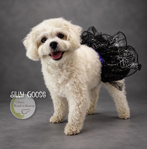 Silly Goose, a dog for adoption from Ninna's Road to Rescue