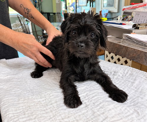 Babushka (NOT YET AVAILABLE), a dog for adoption from Ninna's Road to Rescue