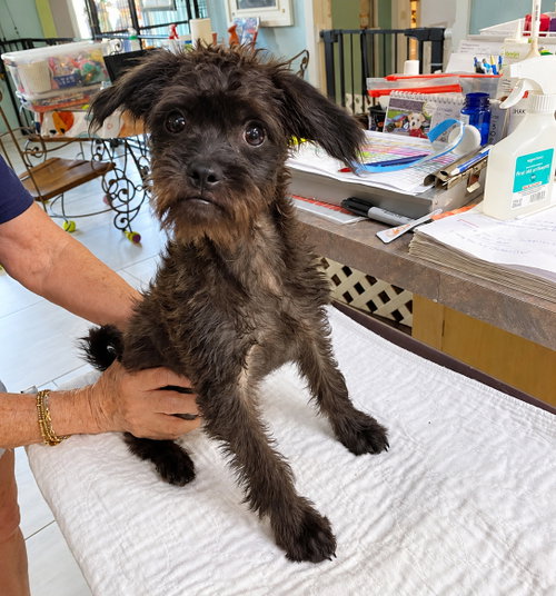 Bobble (NOT YET AVAILABLE), a dog for adoption from Ninna's Road to Rescue