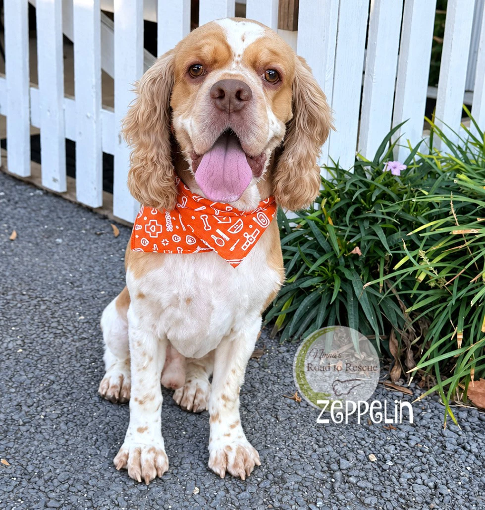Zeppelin