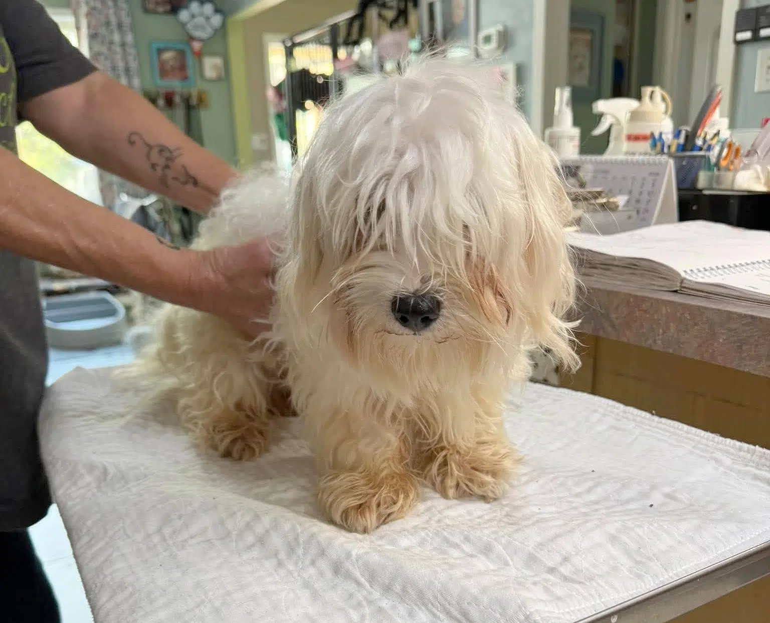 Burgdorf Not Yet Available - Maltese