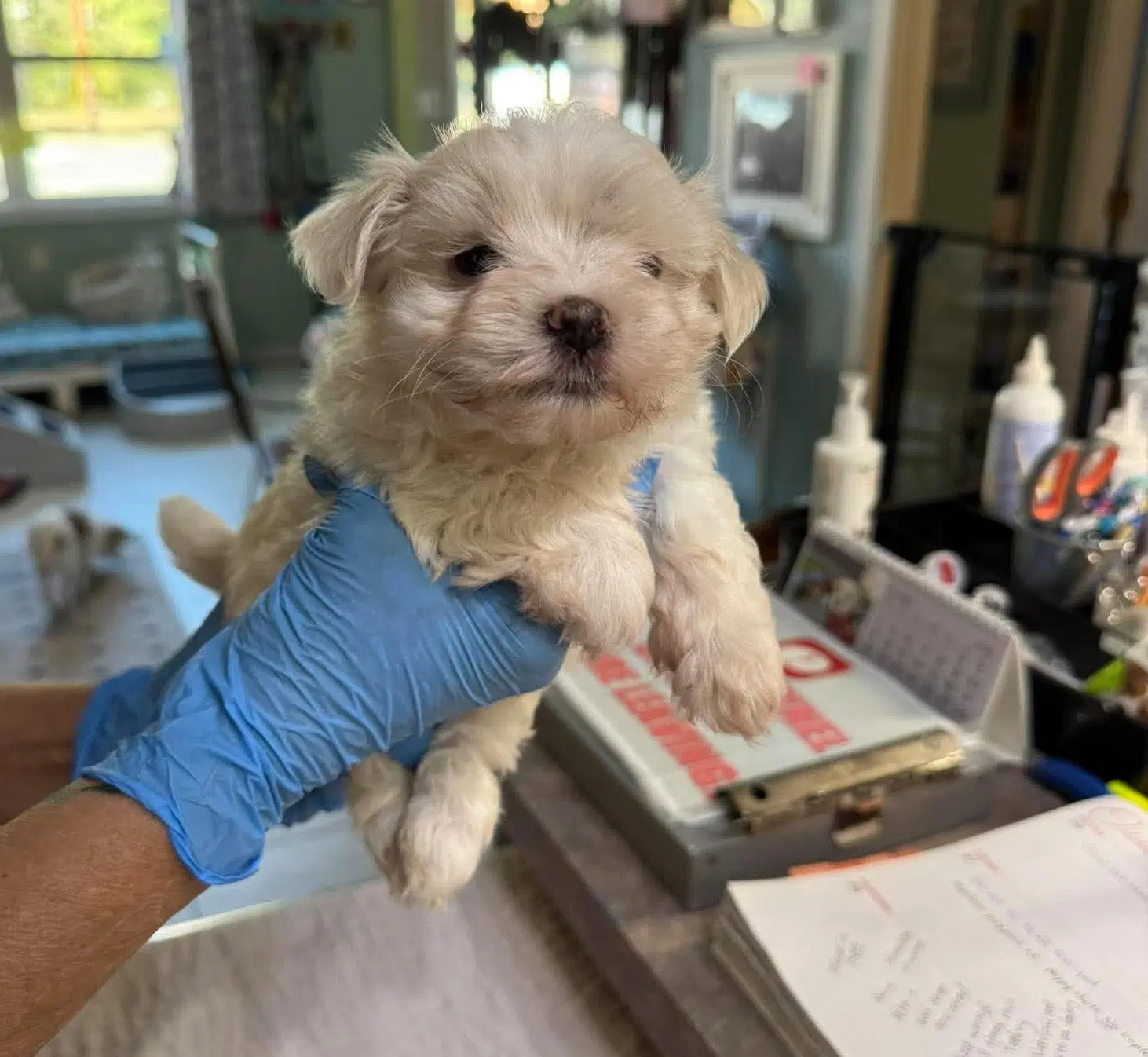 Dovie Not Yet Available - Maltese