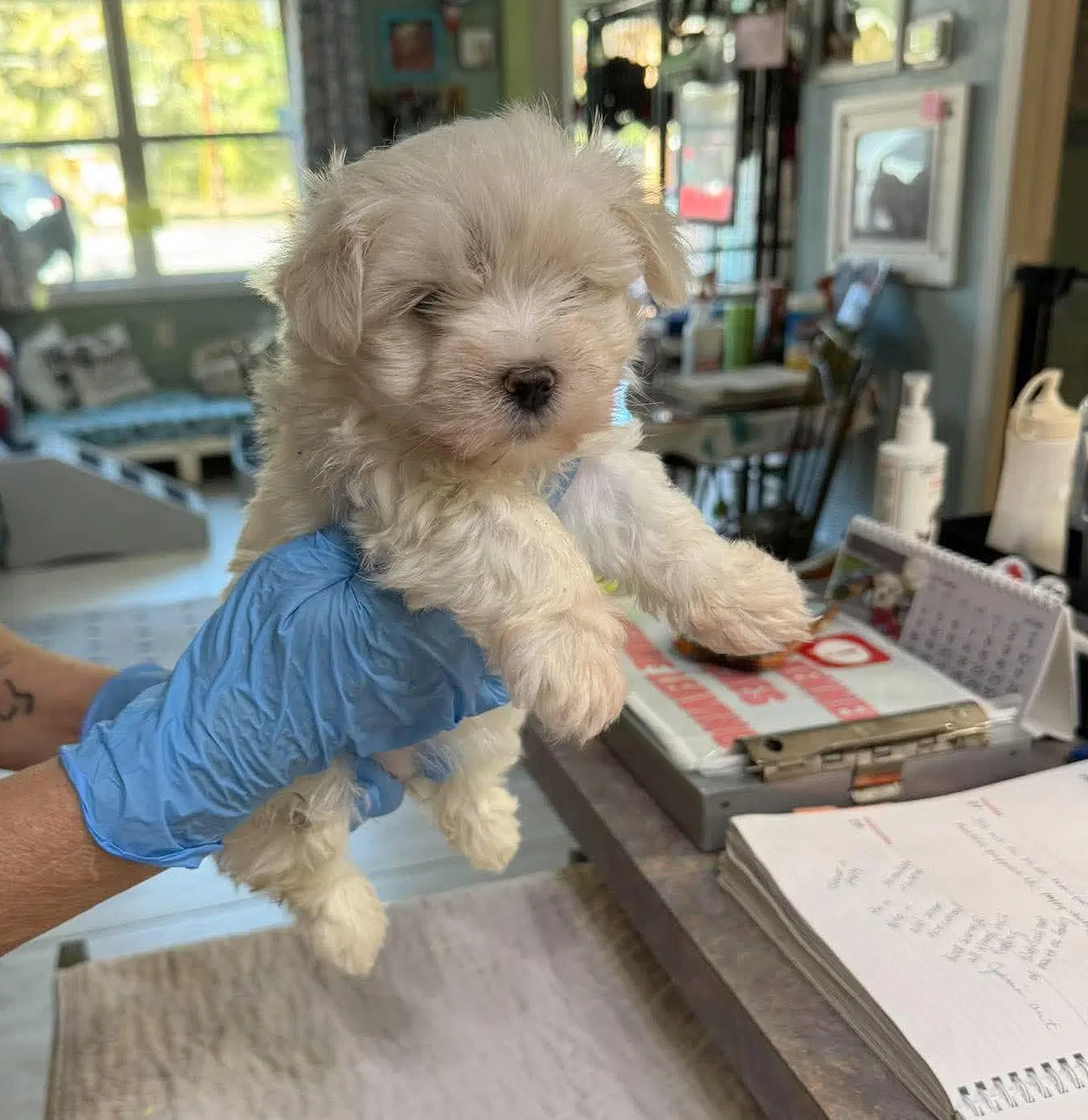 Bixie Not Yet Available - Maltese
