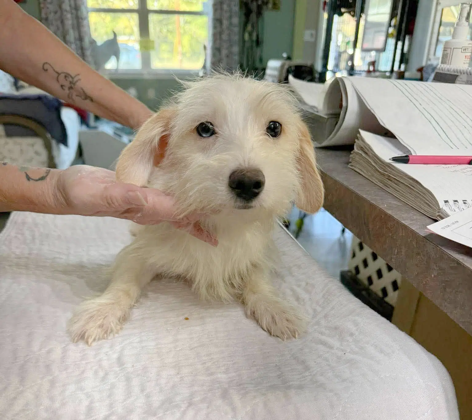 Lumi Not Yet Available - Maltese