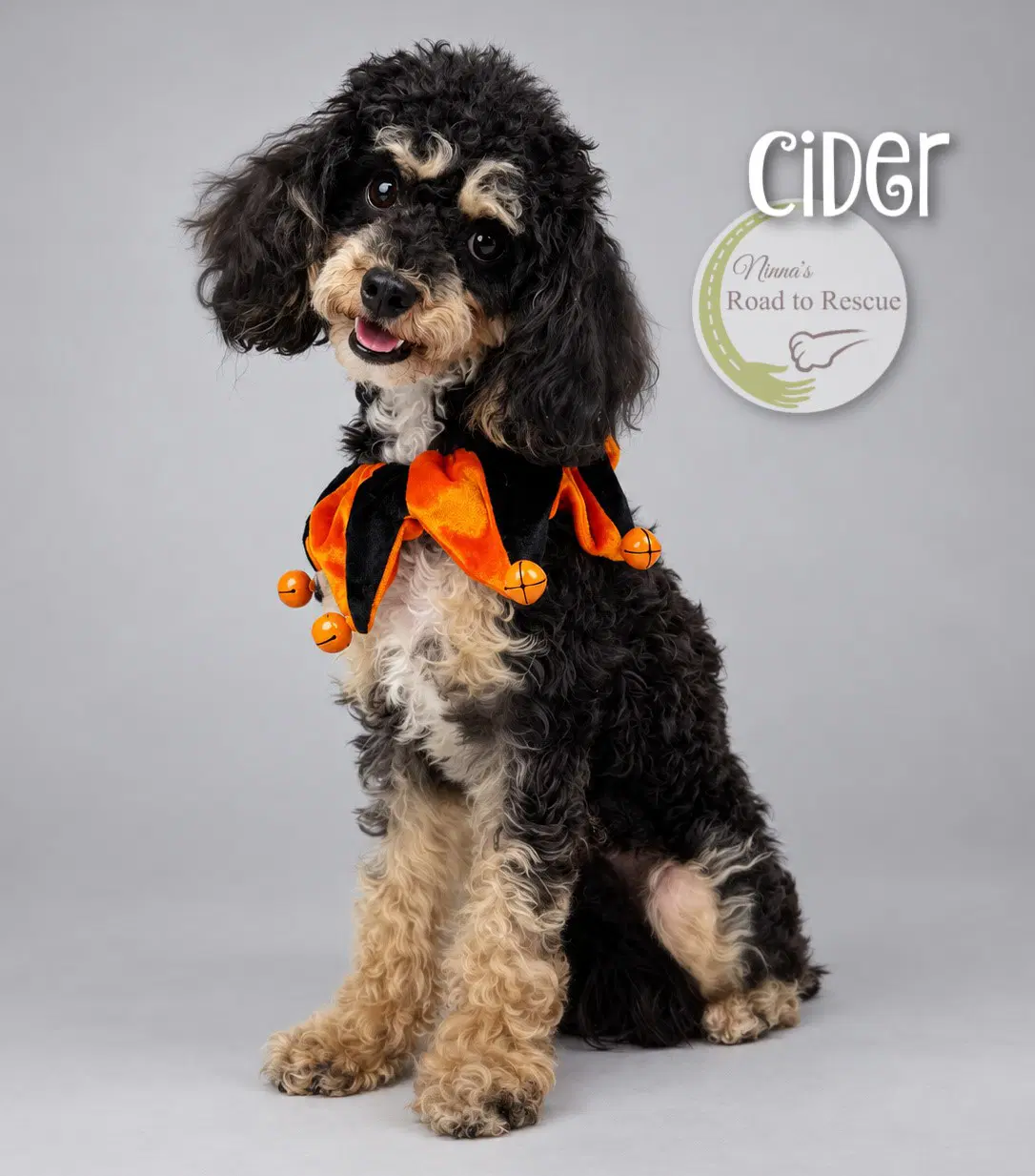 Cider - Poodle (Toy)